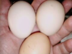 Яйца инкубационные куриные соберу под заказ