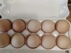 Инкубационное яйцо мини мясной белой В66