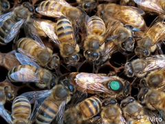 Отводки пчёл, пчелосемьи