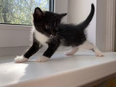 Черно-белый котенок-девочка. 1 месяц