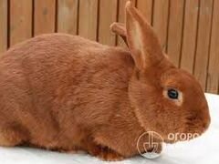 Продам крола новозеланского красного кролика