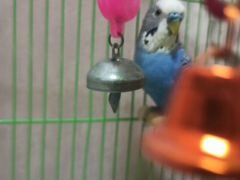 Волнистый попугай с клеткой