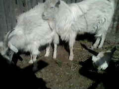 Козел и коза