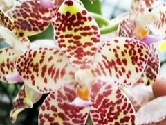Орхидея. гигантея