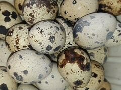 Яйца перепелиные инкубационное