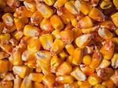 Зерно: пшеница, кукуруза, семечки подсолнечкика