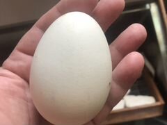 Яйца гусиные инкубационные порода Линда