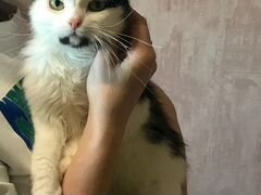 Стильная кошка в добрые руки, стерилизована