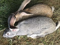 Кролики живой вес
