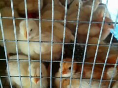 Цыплята несушки