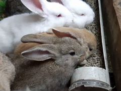 Крольчата и кролики