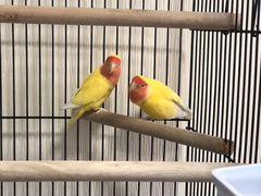 Неразлучники попугаи пара с клеткой
