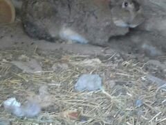 Кролики ризен