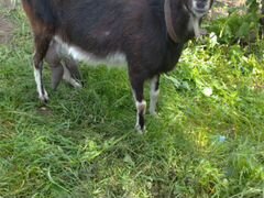 Продам двух дойных коз и козочку два месяца