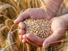 Кукуруза, пшеница