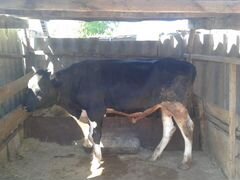 Продаётся бык в селе Донецкое