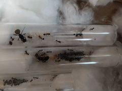 Messor structor / муравьи жнецы, матка с рабочими
