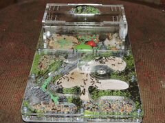 Комплект муравьиная ферма формикарий +муравьи