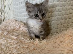 Котенок, 2-3 месяца, девочка
