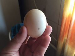 Яйца индоуики инкубационное