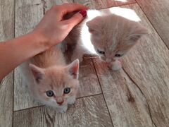 Котики в добрые руки