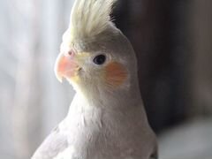 Ручной попугай корелла