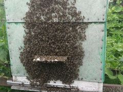 Отводки пчёл