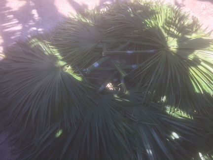 Пальмовые листы
