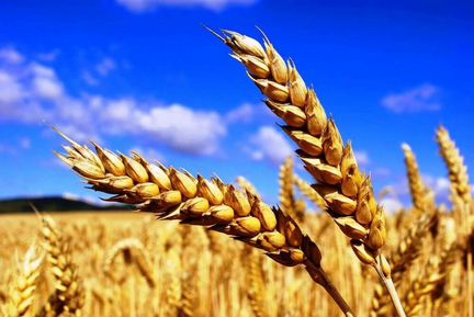 Зерно: пшеница, ячмень, комбикорм, дробленка