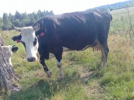 Молочные коровы ярославской породы