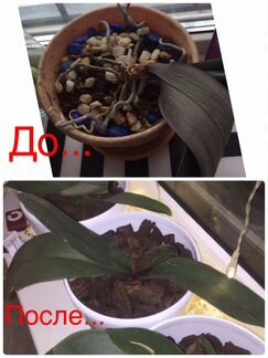 Орхидея фаленопсис. Вторая жизнь