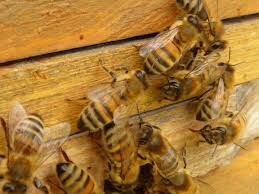 Продаю семьи пчел