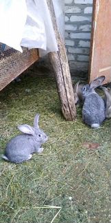 Кролики живые молодые