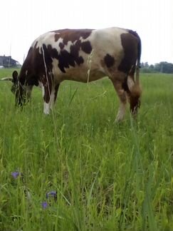 Айширская корова