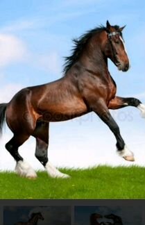 Обучение лошадей к верховой езде