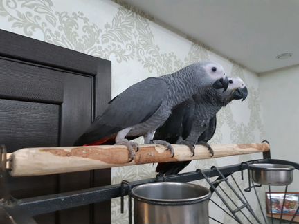 Большой серый попугай