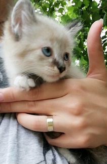 Сиамская-тайска кошечка-котенок девочка пушистая