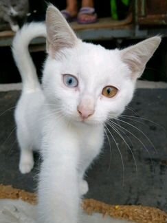 Кот талисман с разными цветами глаз