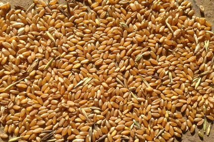 Продается зерно пшеницы 2 тонны