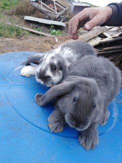 Кролики разного возраста