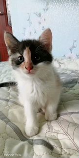 Котенок от Сибирской кошки