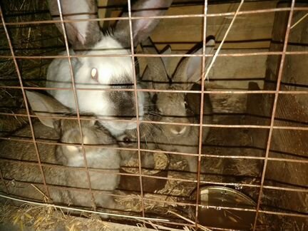 Кролики 2-6 мес