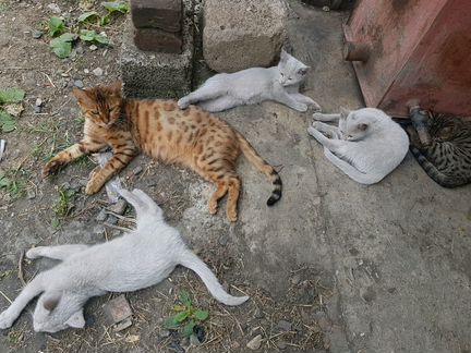 Котята бенгальский кошки