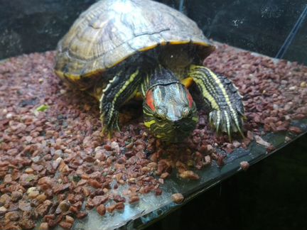 Черепахи + аквариум