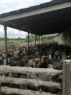 Племрепродуктор романовские овцы, в стадии получ-я