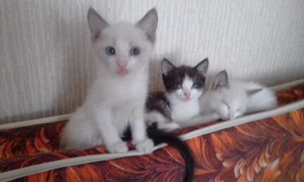 Троя маленьких сиамских котят