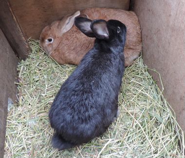 Кролики самцы, 4 месяца