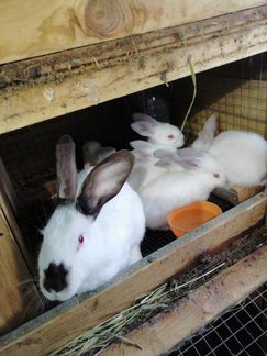 Кролики на продажу живьём и мясом