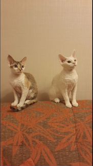 Кот и кошка Девон Рекс