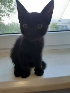 Чёрный котик на счастье